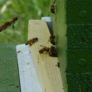 bees1