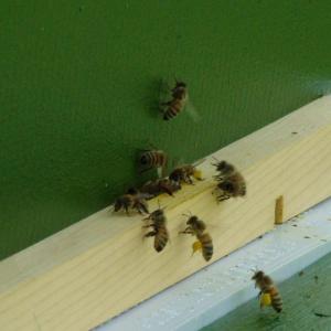 bees2