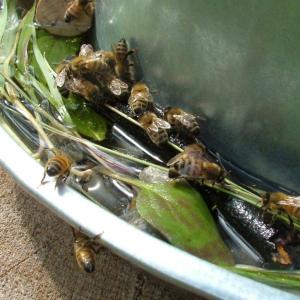 bees3