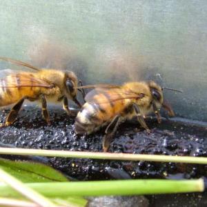 bees4