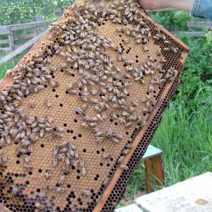 hives1_0