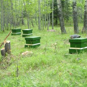 hives4
