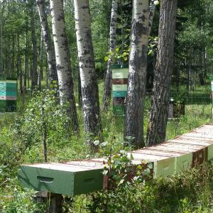hives5
