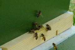 bees2